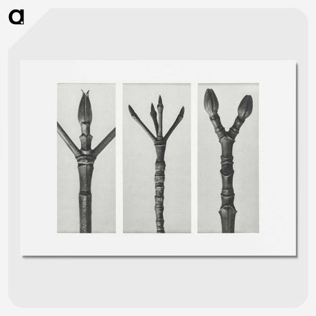 2-24_Karl-Blossfeldt_picture