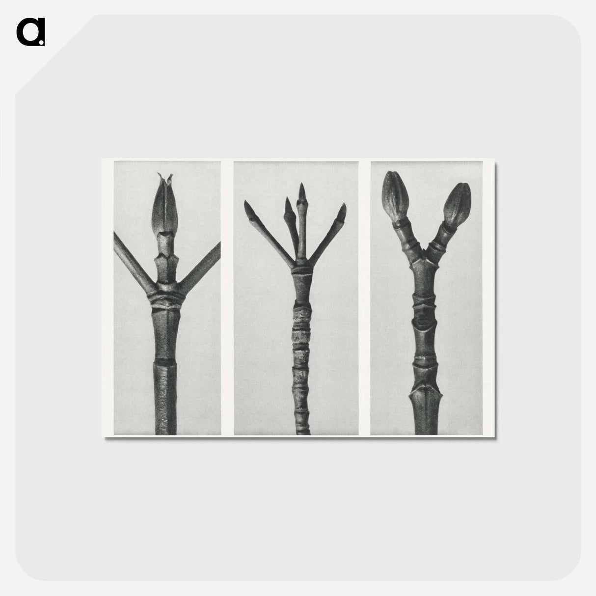 アートポストカード-Cornus Nuttallii (end of Dogwood branch) enlarged 6 times, Cornus florida (end of Flowering Dogwood branch) enlarged 6 times, and Acer Pennsylvanicum (end of Maple Tree branch) enlarged 6 times. - カール ブロスフェルト Postcard.