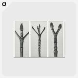 アートポストカード-Cornus Nuttallii (end of Dogwood branch) enlarged 6 times, Cornus florida (end of Flowering Dogwood branch) enlarged 6 times, and Acer Pennsylvanicum (end of Maple Tree branch) enlarged 6 times. - カール ブロスフェルト Postcard.