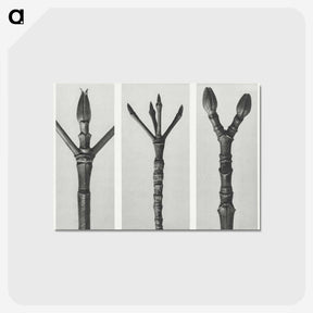 2-24_Karl-Blossfeldt_postcard