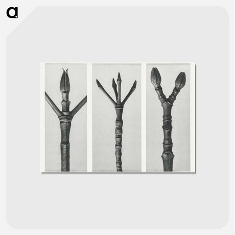 アートポストカード-Cornus Nuttallii (end of Dogwood branch) enlarged 6 times, Cornus florida (end of Flowering Dogwood branch) enlarged 6 times, and Acer Pennsylvanicum (end of Maple Tree branch) enlarged 6 times. - カール ブロスフェルト Postcard.