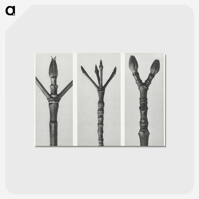 2-24_Karl-Blossfeldt_postcard