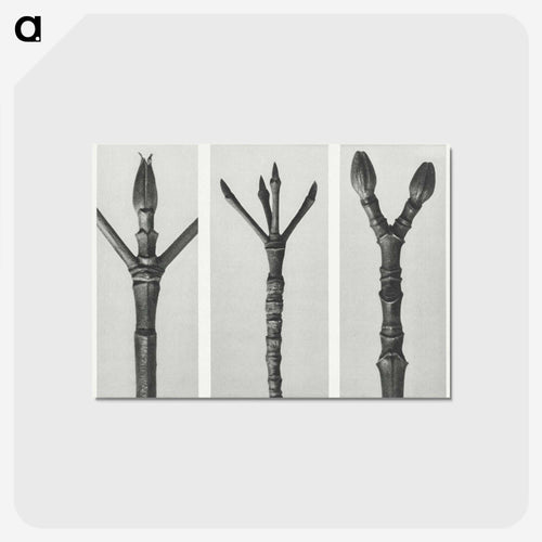 Cornus Nuttallii (end of Dogwood branch) enlarged 6 times, Cornus florida (end of Flowering Dogwood branch) enlarged 6 times, and Acer Pennsylvanicum (end of Maple Tree branch) enlarged 6 times. - カール ブロスフェルト Postcard.