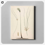 2-24_Luigi-Balugani_canvas