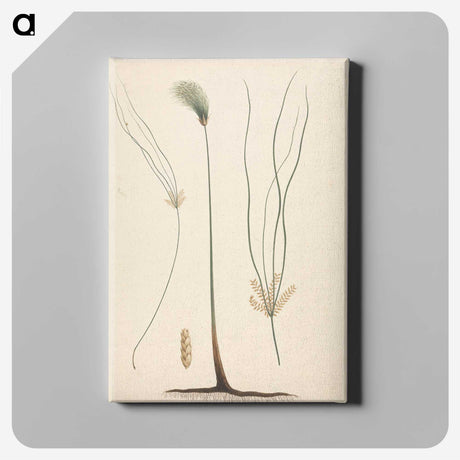 2-24_Luigi-Balugani_canvas
