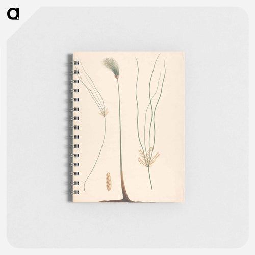 Cyperus Papyrus
 - ルイージ バルガーニ Memo.