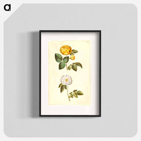 アートポスター-Rosa hemisphaerica and Rosa ×alba
 - マリア ジビーラ メーリアン Poster.
