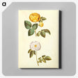 2-24_Maria-Sibylla-Merian_canvas
