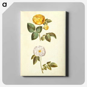 2-24_Maria-Sibylla-Merian_canvas