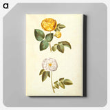 アートパネル-Rosa hemisphaerica and Rosa ×alba
 - マリア ジビーラ メーリアン Canvas.