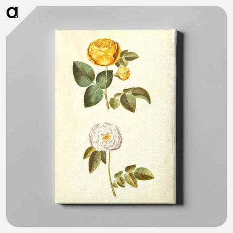 アートパネル-Rosa hemisphaerica and Rosa ×alba
 - マリア ジビーラ メーリアン Canvas.