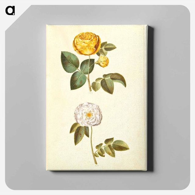 アートパネル-Rosa hemisphaerica and Rosa ×alba
 - マリア ジビーラ メーリアン Canvas.