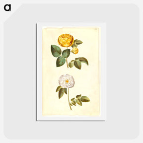 アートポストカード-Rosa hemisphaerica and Rosa ×alba
 - マリア ジビーラ メーリアン Postcard.