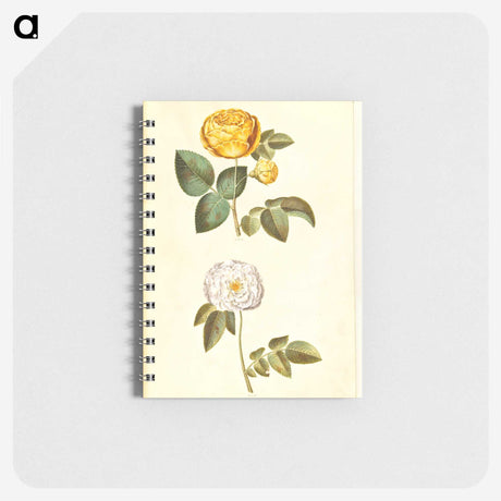 2-24_Maria-Sibylla-Merian_memo