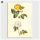 2-24_Maria-Sibylla-Merian_picture-crop