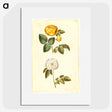 2-24_Maria-Sibylla-Merian_picture