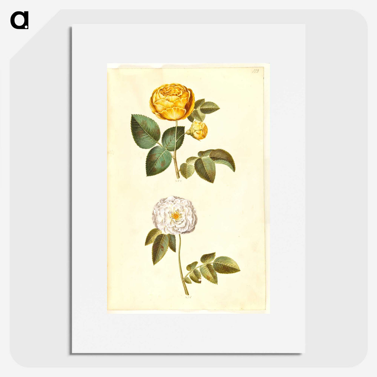2-24_Maria-Sibylla-Merian_picture
