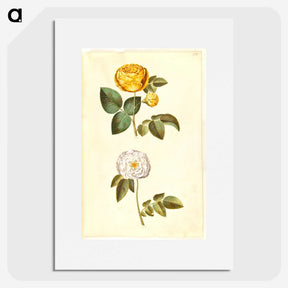 2-24_Maria-Sibylla-Merian_picture
