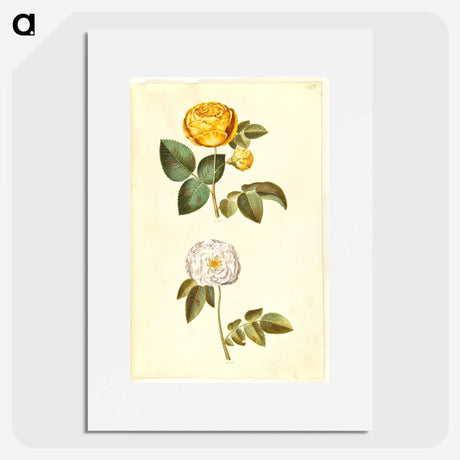 2-24_Maria-Sibylla-Merian_picture