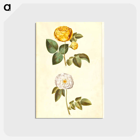アートポストカード-Rosa hemisphaerica and Rosa ×alba
 - マリア ジビーラ メーリアン Postcard.