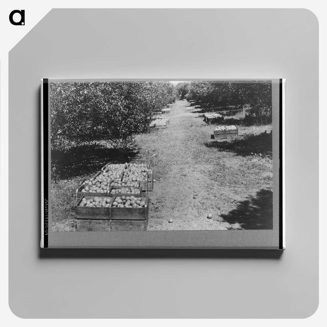 2-24_Marion-Post-Wolcott_canvas