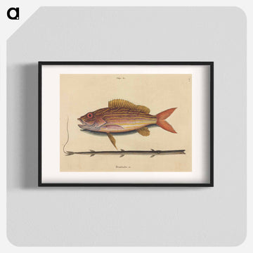 The Lane-snapper
 - マーク ケイツビー Poster.