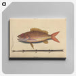 2-24_Mark-Catesby_canvas