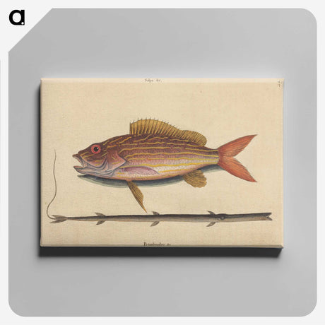 2-24_Mark-Catesby_canvas