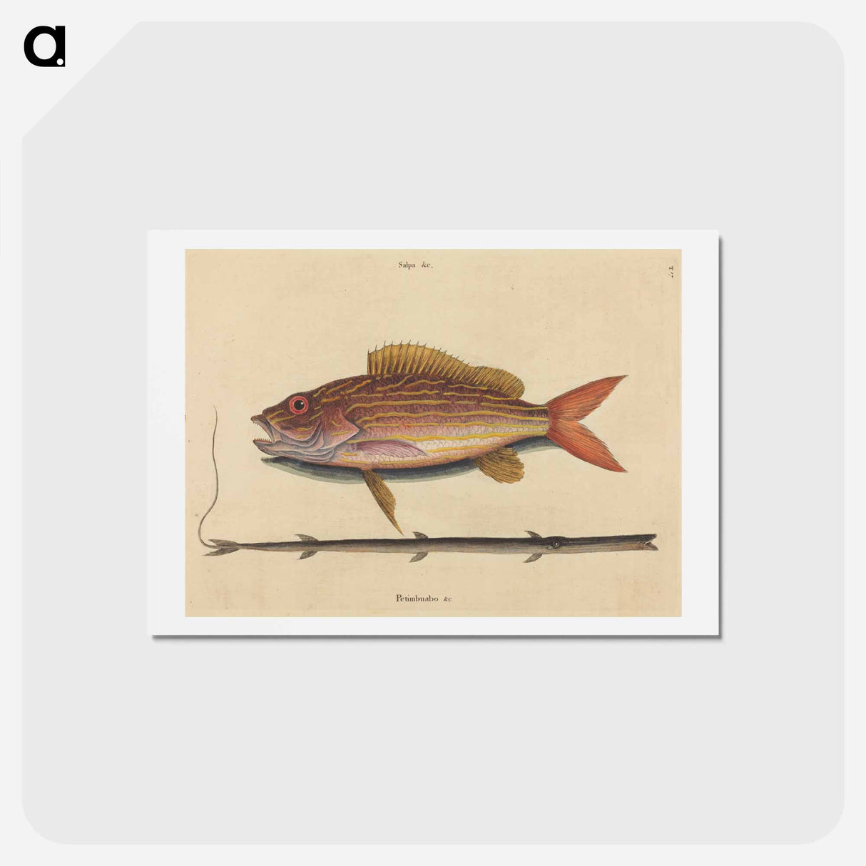 アートポストカード-The Lane-snapper
 - マーク ケイツビー Postcard.