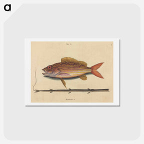 アートポストカード-The Lane-snapper
 - マーク ケイツビー Postcard.