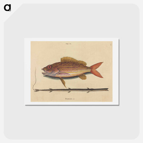 アートポストカード-The Lane-snapper
 - マーク ケイツビー Postcard.