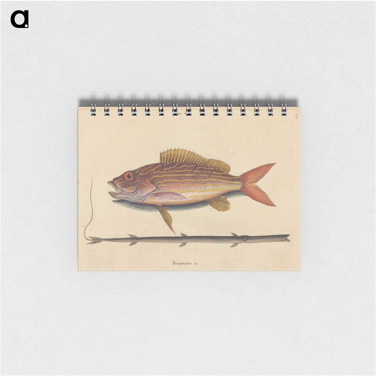 2-24_Mark-Catesby_memo
