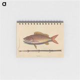 2-24_Mark-Catesby_memo