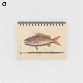 2-24_Mark-Catesby_memo