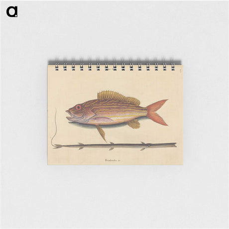 2-24_Mark-Catesby_memo