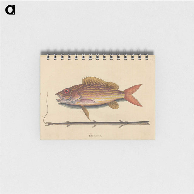 2-24_Mark-Catesby_memo