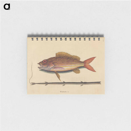 アートメモ帳-The Lane-snapper
 - マーク ケイツビー Memo.