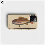 2-24_Mark-Catesby_phone