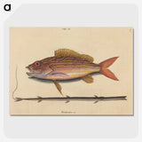 2-24_Mark-Catesby_picture-crop