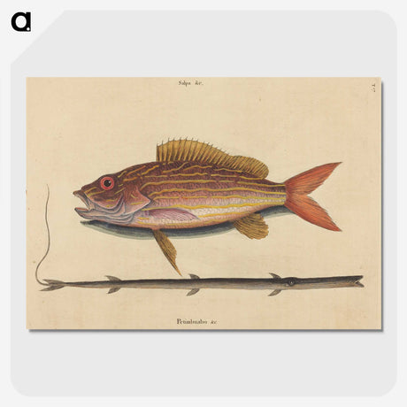 2-24_Mark-Catesby_picture-crop