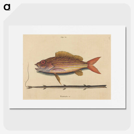 2-24_Mark-Catesby_picture