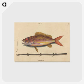 2-24_Mark-Catesby_postcard