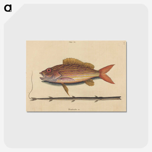 The Lane-snapper
 - マーク ケイツビー Postcard.