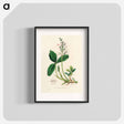 アートポスター-Menyanthes trifoliata Illustration
 - 薬用植物学 Poster.