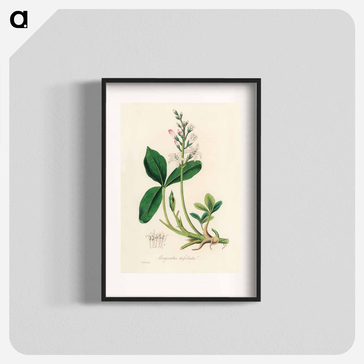 アートポスター-Menyanthes trifoliata Illustration
 - 薬用植物学 Poster.