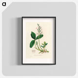 アートポスター-Menyanthes trifoliata Illustration
 - 薬用植物学 Poster.