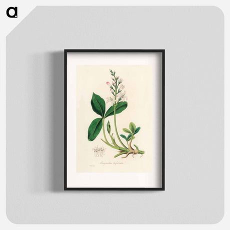 アートポスター-Menyanthes trifoliata Illustration
 - 薬用植物学 Poster.