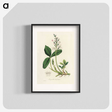 2-24_Medical-Botany_blk