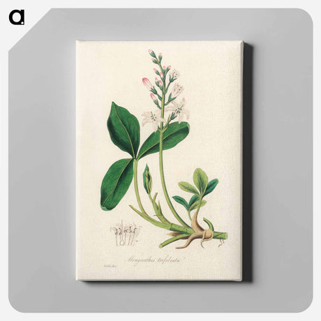 アートパネル-Menyanthes trifoliata Illustration
 - 薬用植物学 Canvas.