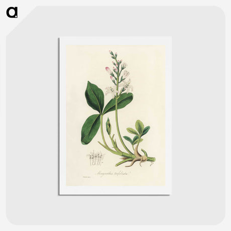 2-24_Medical-Botany_hagaki